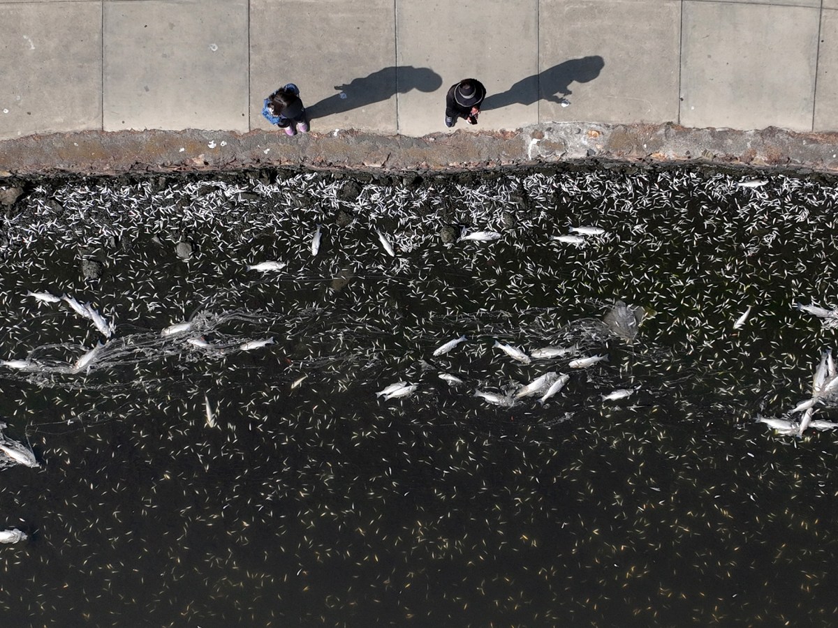 California’s algae bloom is like a ‘wildfire in the water’