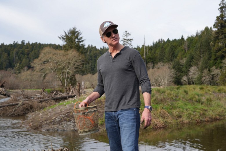 California Gov. Gavin Newsom holds a fish trap while touring a salmon restoration project at Prairie Creek, California, in late January.