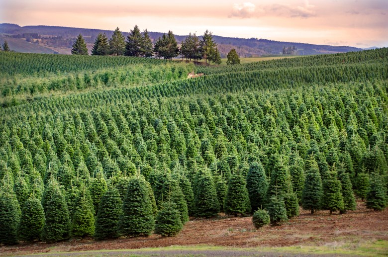 A Christmas tree farm in central Oregon. 