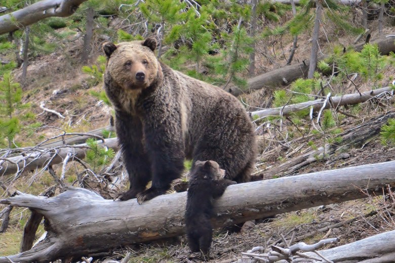 A grizzly bear and cub in Yellowstone.