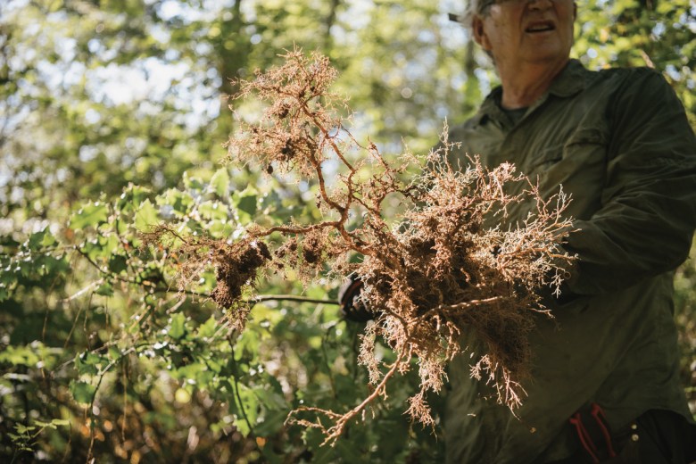 Henry Mustin shows the root system of a holly sucker.