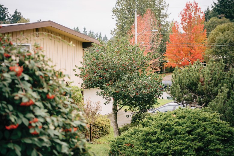 An ornamental holly planted in the yard of a house near St. Edward State Park in Kenmore, Washington.