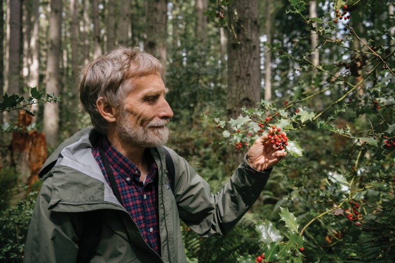 David Stokes examines holly while visiting an area of holly-infested forest at the Lake Youngs Reservoir.