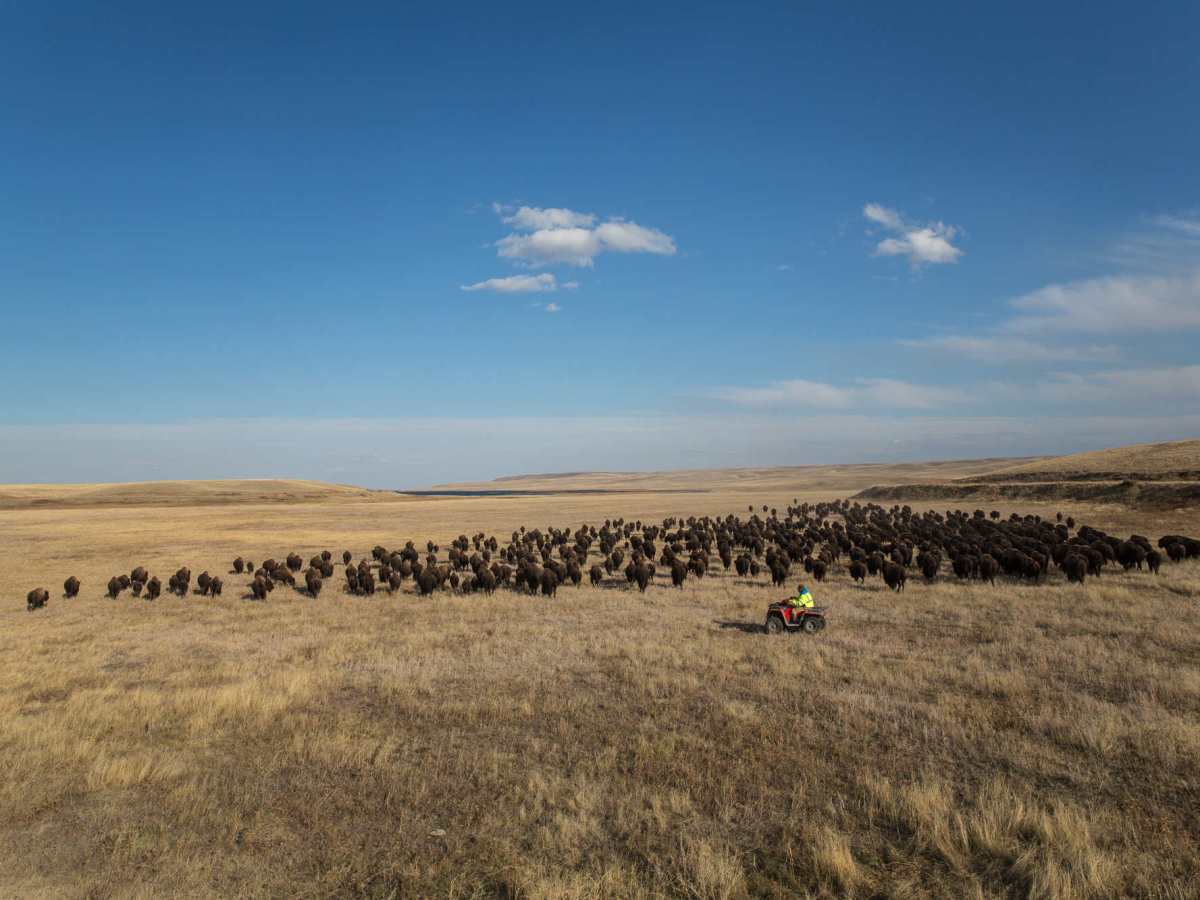 Bringing wild bison and an endangered ecosystem back