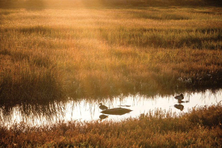 Two ducks warm themselves as the sun rises over the Tijuana Estuary in Imperial Beach, California, in  November.