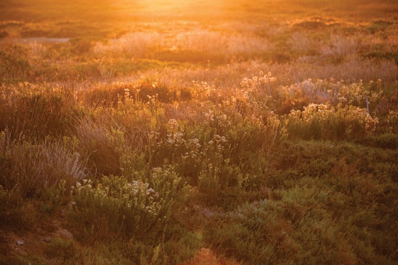 The Tijuana Estuary is home to several unique and interconnected habitats that support a wide variety of native and invasive plant species.