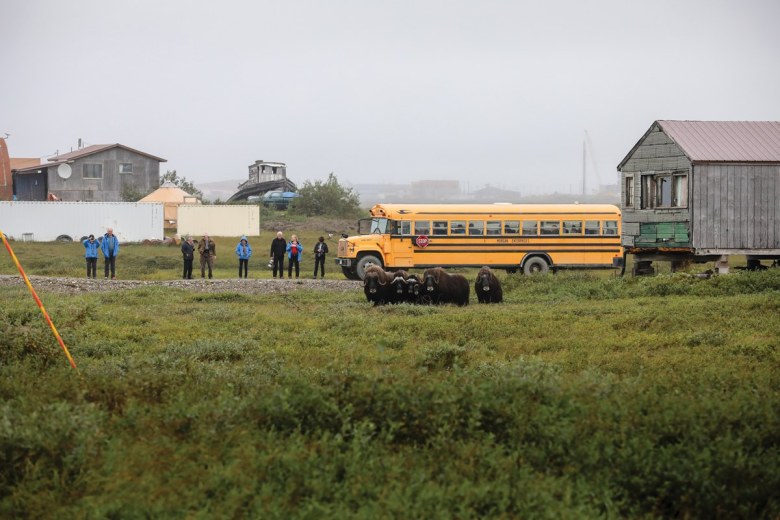 Cruise ship tourists visiting Nome, Alaska, approach a herd of musk oxen, causing the animals to form a protective circle.