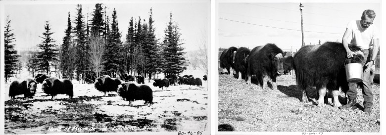 A herd of musk ox in Fairbanks, Alaska, c. 1890-1932 (left). Fannie Quigley Collection, Alaska and Polar Regions Collections, Elmer E. Rasmuson Library, University of Alaska Fairbanks, UAF-1980-46-85. A man feeds musk oxen at the University of Alaska Musk Ox Farm, c. 1964-1974 (right). 	 Historical Photograph Collection, Alaska and Polar Regions Collections, Elmer E. Rasmuson Library, University of Alaska Fairbanks, UAF-1983-209-53.