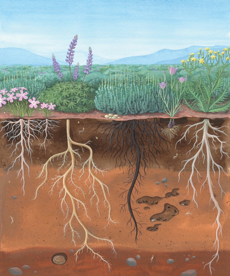 An artistic depiction of a sagebrush steppe ecosystem.