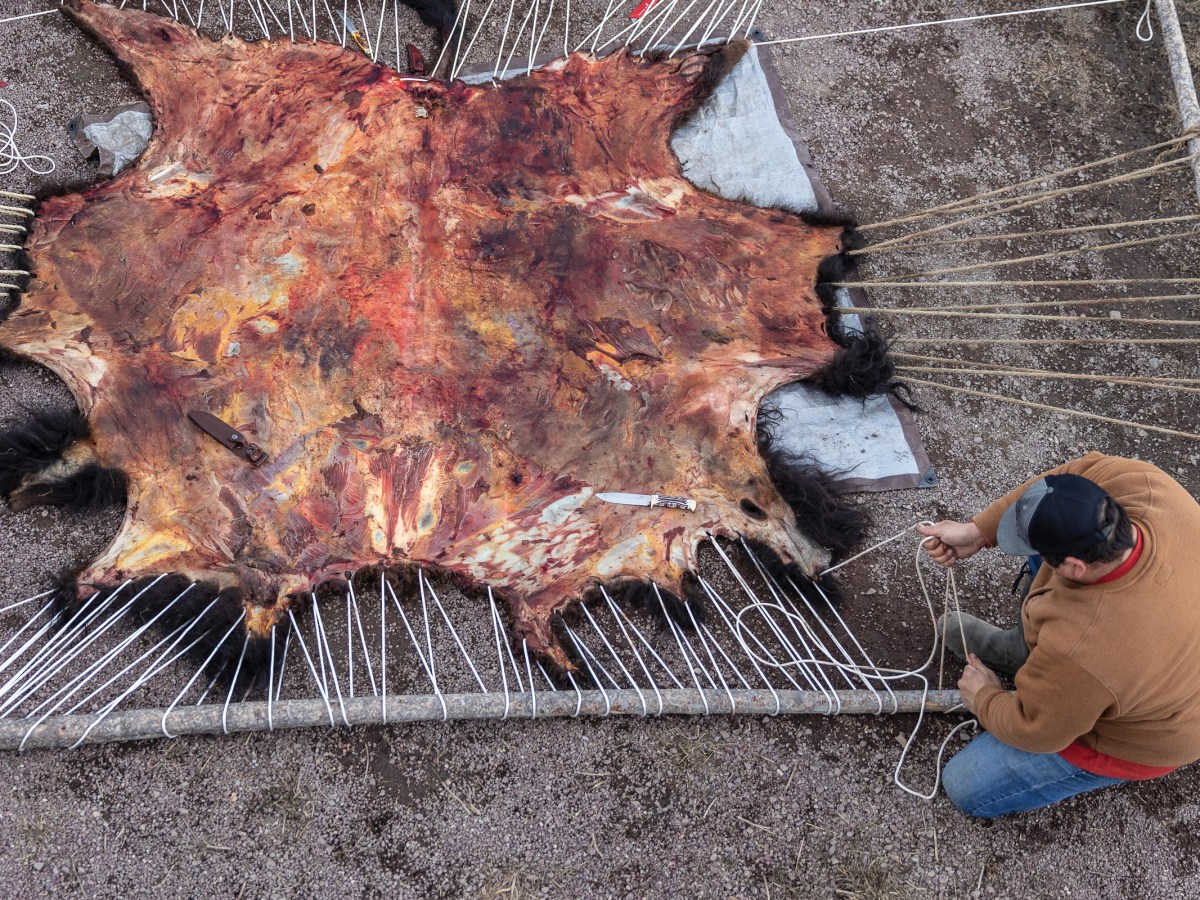 Blackfeet tribal members Wyett Wippert and Christen Falcon stretch a bison hide on a handmade wooden frame, the first step in tanning it, at their home in East Glacier, Montana.