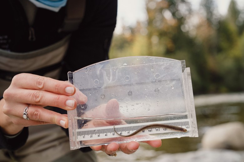 Blanchard holds a juvenile Pacific lamprey specimen she collected in the Stillaguamish River near Granite Falls, Washington.
