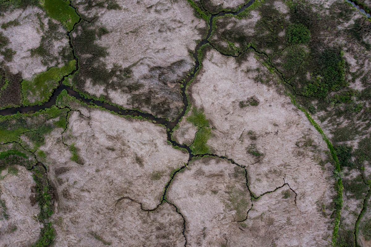 The braided channels of the Skagit River, which were created by sediments washed down the river, are vital juvenile salmon habitat. The dams on the river have starved the lower river of sediments.