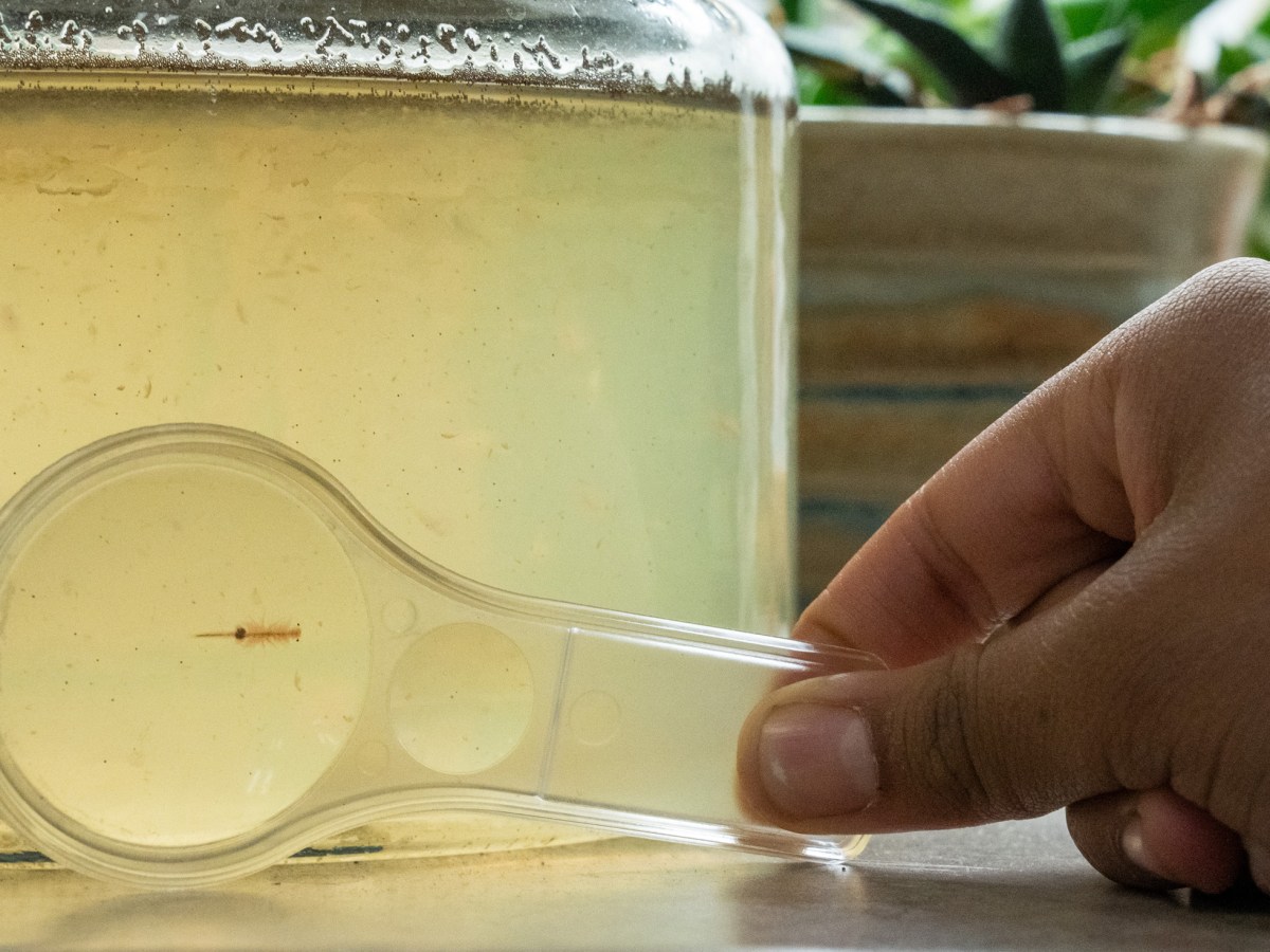 Shayla Sissoko holds a microscope to the class brine shrimp.