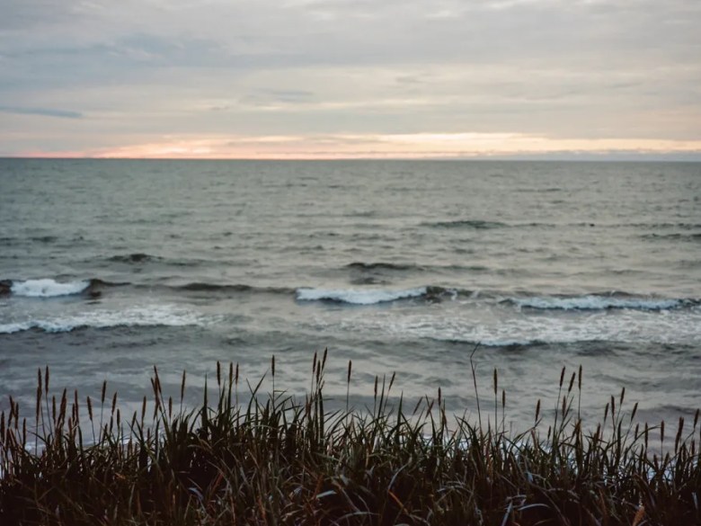 How cooking, eating and harvesting beach greens ties a family together