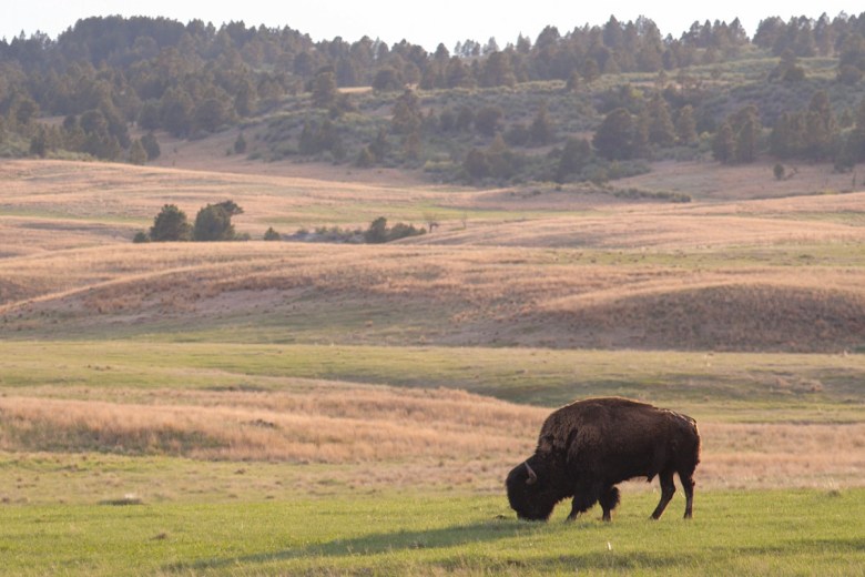 “Tatanka: A Way of Life” is an intimate look at buffalo and the meaning they hold for the Pine Ridge Reservation and the surrounding area.