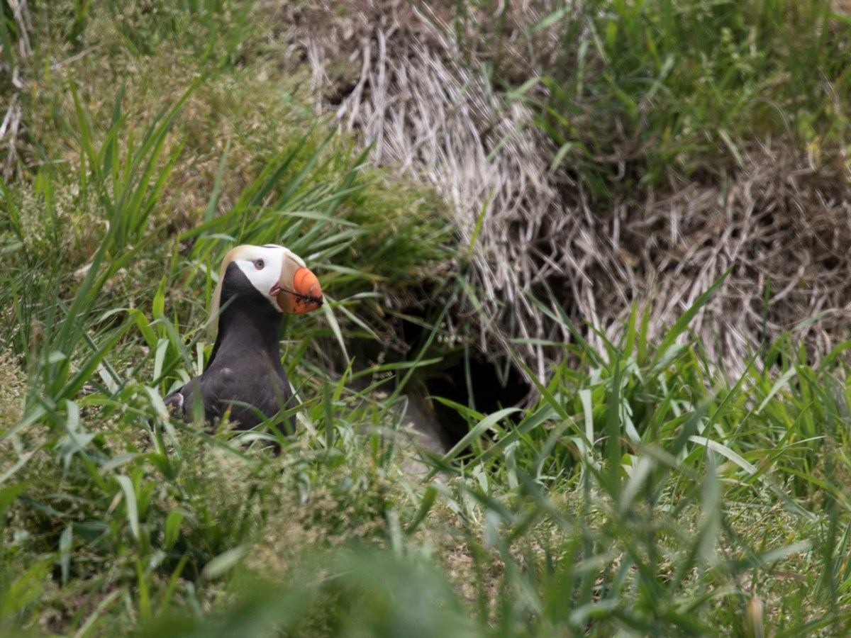A tufted puffin, one of Washington’s endangered species.