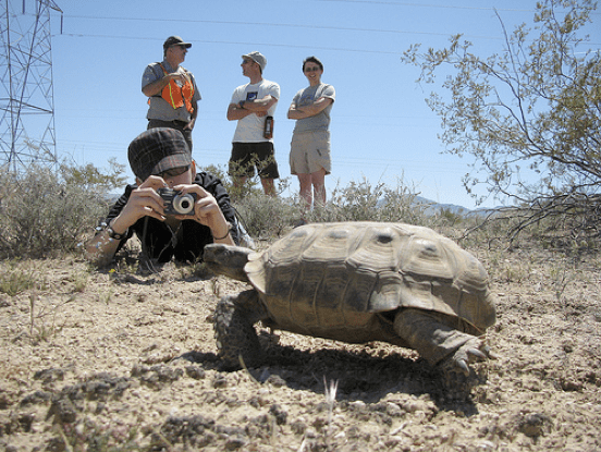 Saving Tortoises one Student at a Time